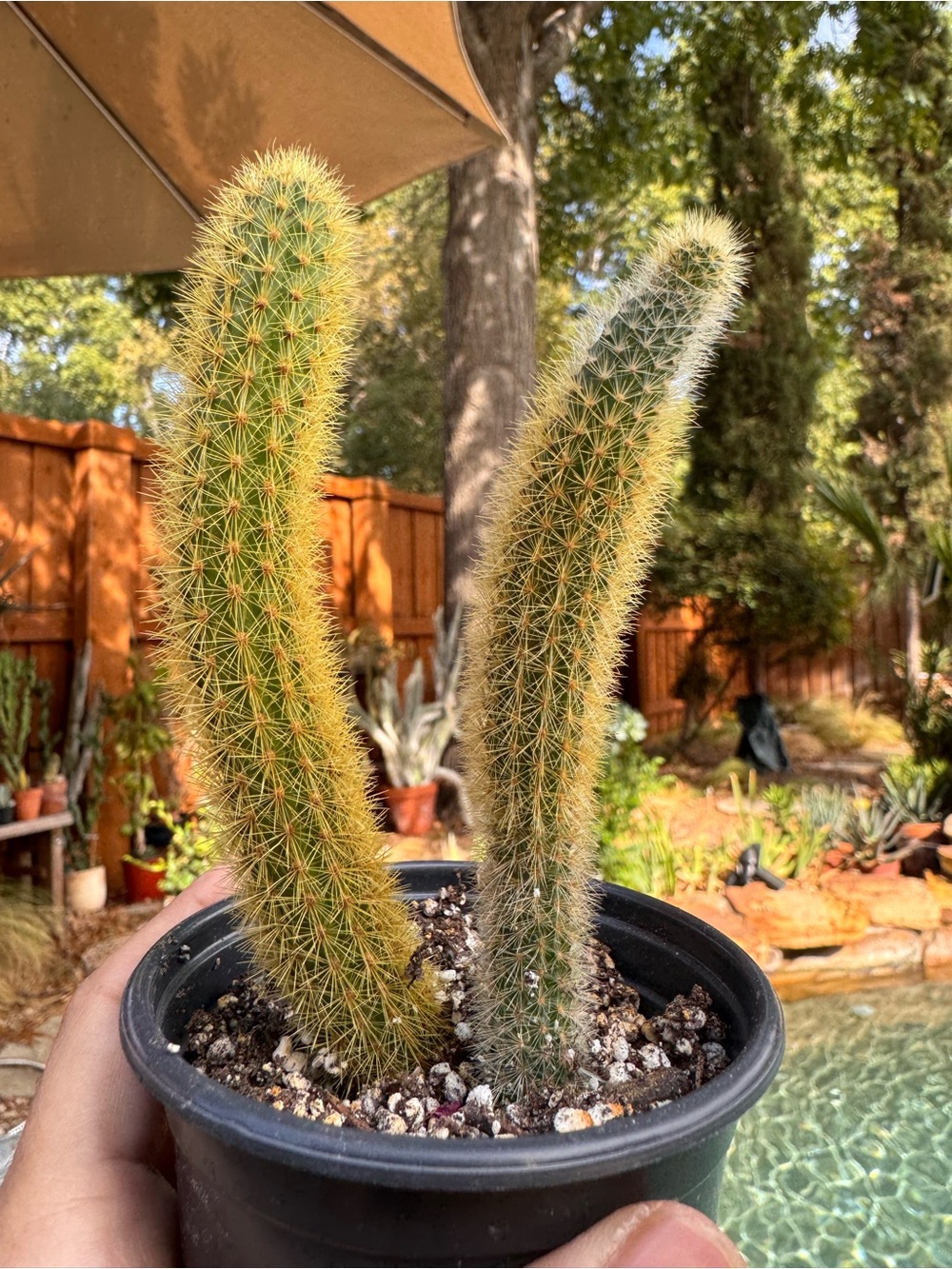 2 Yellow Golden Rat Tails cactus Cleistocactus Winteri’ starter plants